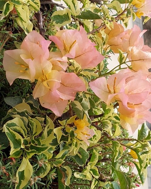  - Bougainvillea