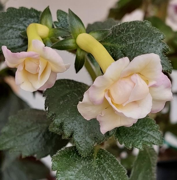  - BRID-S LUISA MARIA