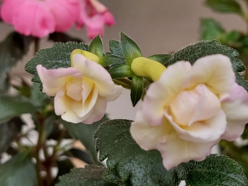  - BRID-S LUISA MARIA