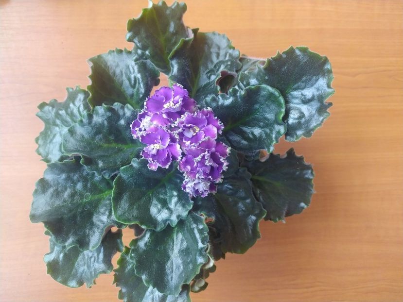 31 august 2023 - NK Francuzskij Bulvar