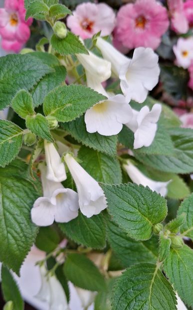 Dulcis - 14 Achimenes 2023