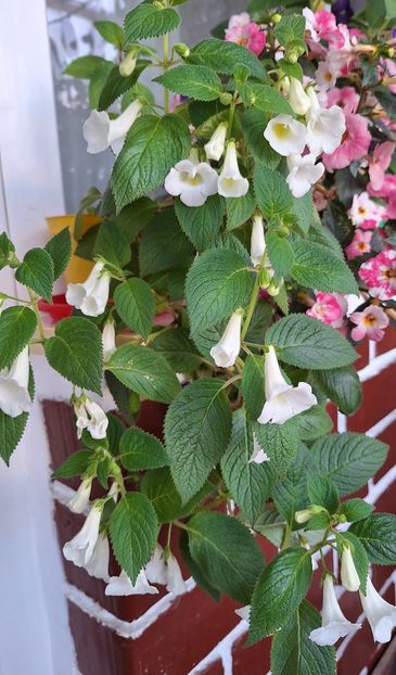 Dulcis - 14 Achimenes 2023