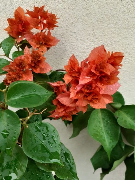 Thai Gold Orange Mahara - 0 Bougainvillea Mahara red Mahara thai gold orange