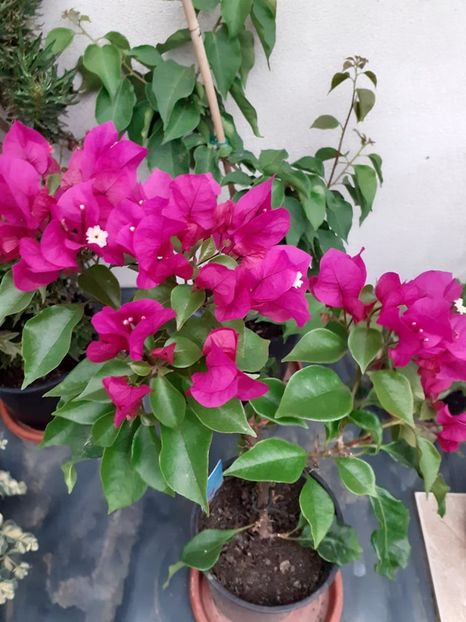  - Patricia flowers circus-Kordes