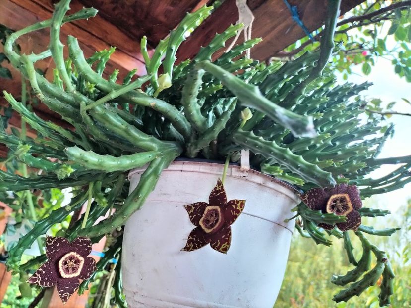 IMG20230901072705 - Toamna 2023