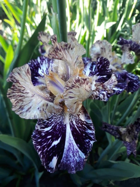 Gnu Flash epuizat - irisi rezervati