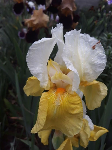 tact epuizat - irisi rezervati