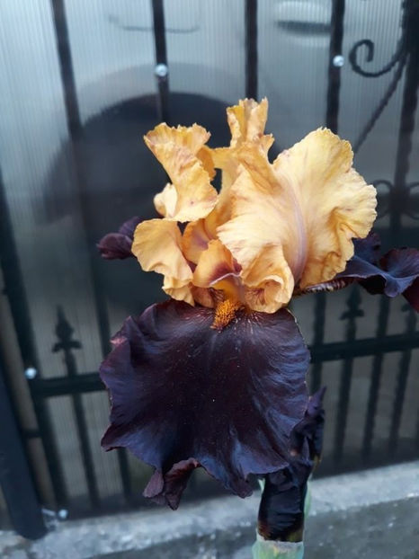 vigilante - irisi rezervati