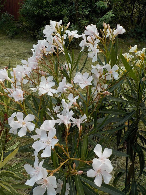 115804272(1) - alsace nr 19