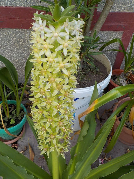 115804255(1) - eucomis