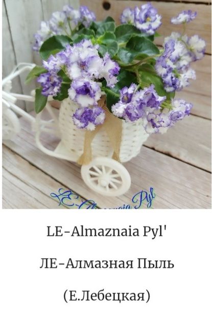 Poza net - LE-Almaznaya Pil