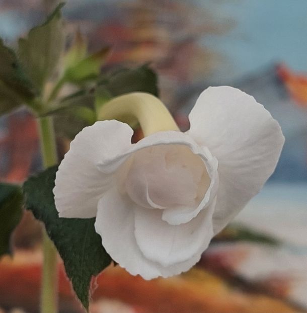  - BRID-S APHRODITE