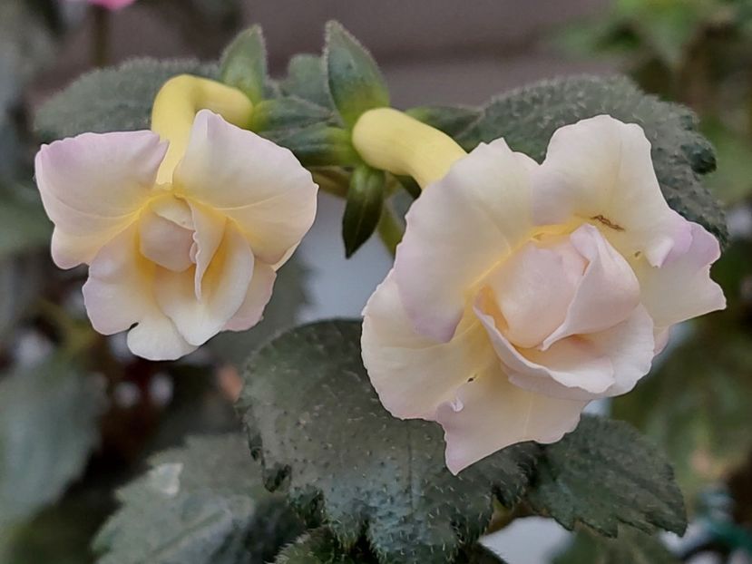  - BRID-S LUISA MARIA