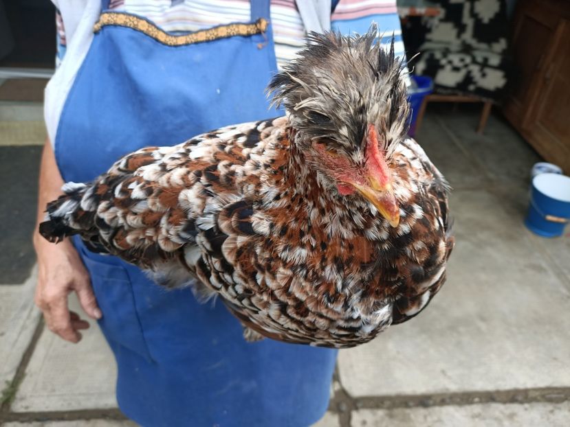 Img.2023.08.17 - Grădina mea de la țară