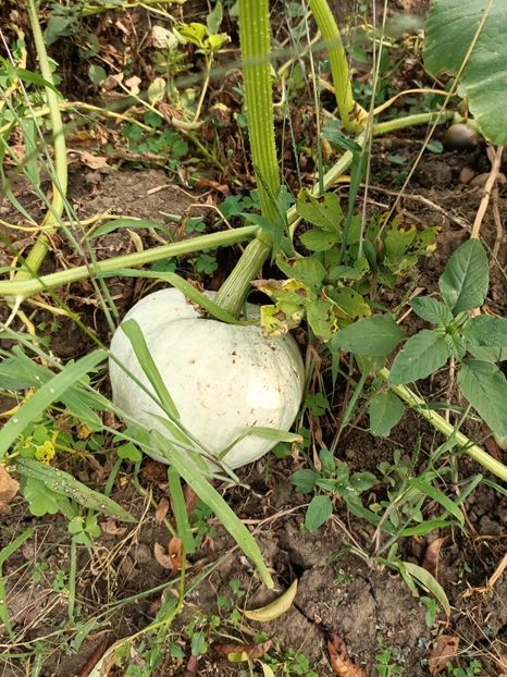Img.2023.08.17-vinete albe "ouă" - Grădina mea de la țară