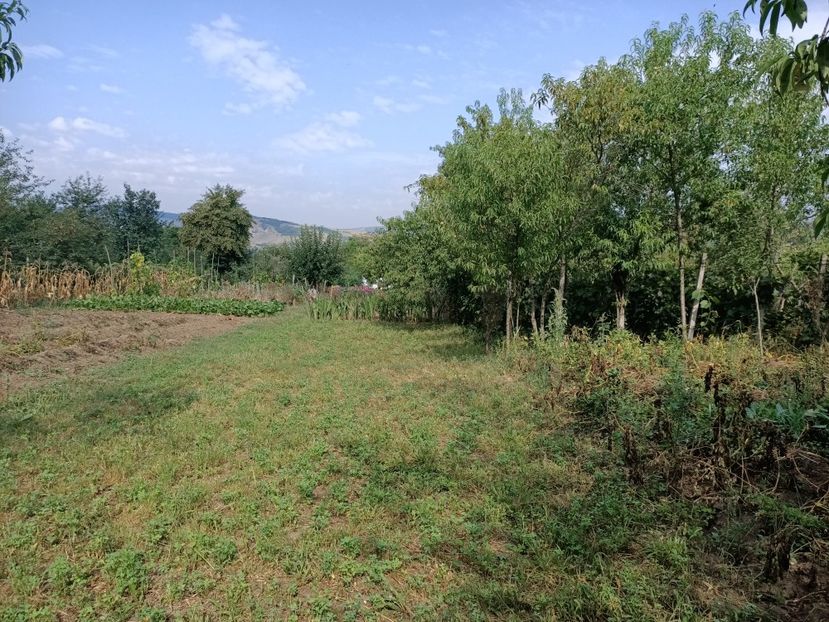 Img.2023.08.17 - Grădina mea de la țară