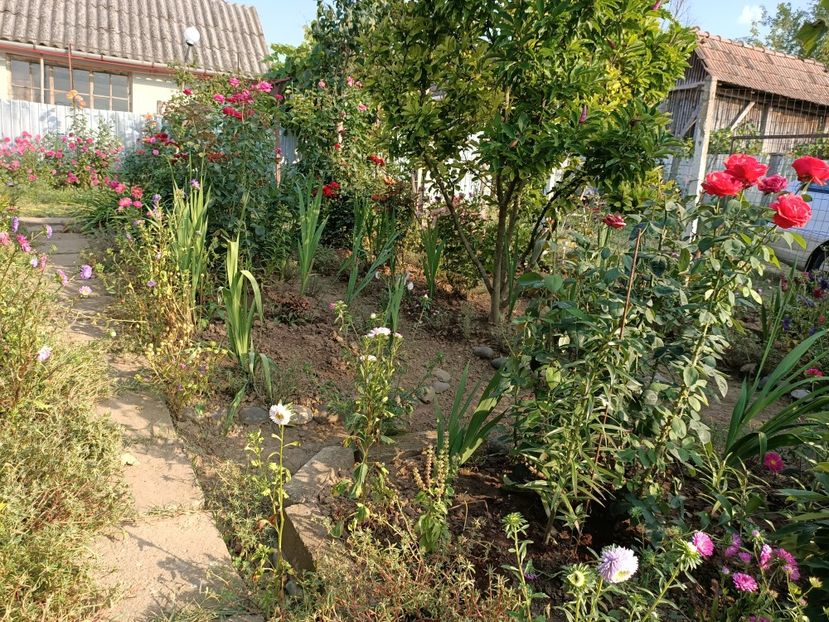 Img.2023.08.19 - Grădina mea de la țară