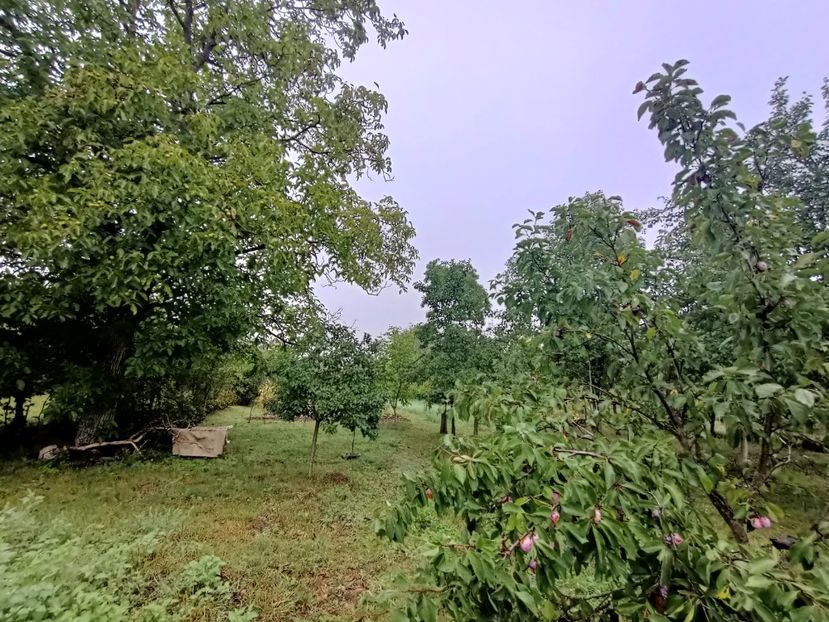 Img.2023.08.31 - Grădina mea de la țară