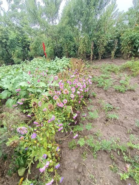 Img.2023.08.31 - Grădina mea de la țară