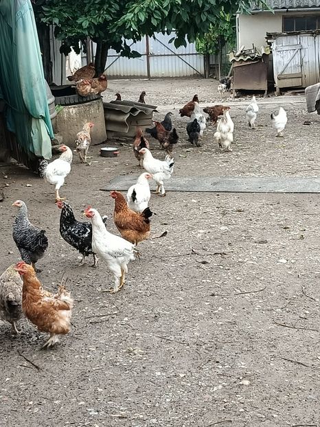 Img.2023.08.31 - Grădina mea de la țară