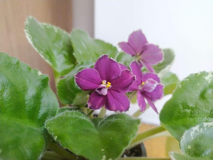 1 septembrie 2023 - LE Nuar