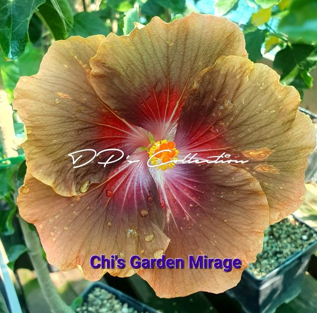 Chi s Garden Mirage - 0 - A - Hibiscus R Sinensis - Tropical - Plante Altoite
