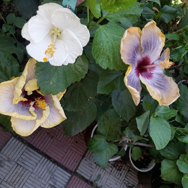 02.09.2023 - HIBISCUSI 2023-2