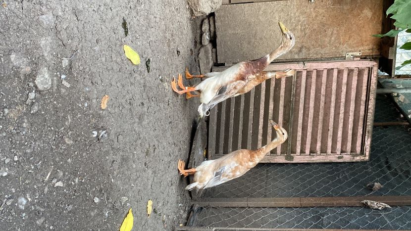 F428C27F-BFCD-4B04-B04F-E1C24B651DF9 - Rate alergătoare indiene albastru-galben