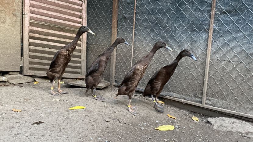 31F156A1-9A81-406F-9571-113A1413ADA9 - Rate alergătoare indiene - maro