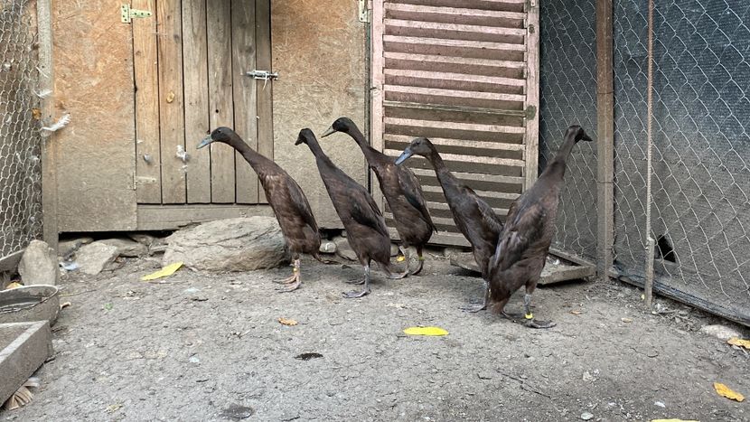 AD4266A1-6CED-43C5-A7CB-D089C19BE05C - Rate alergătoare indiene - maro