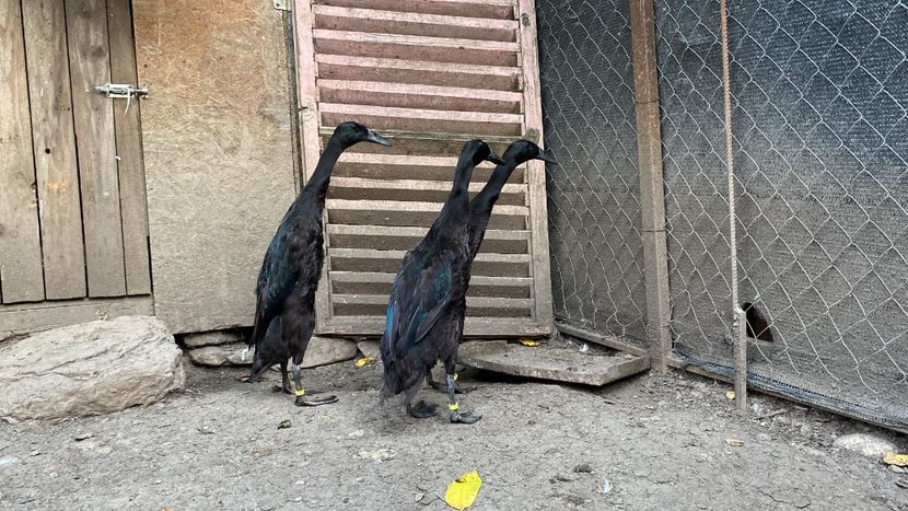 86A83D5D-F098-4811-99E0-56DC2D0416C5 - Rate alergătoare indiene - negru