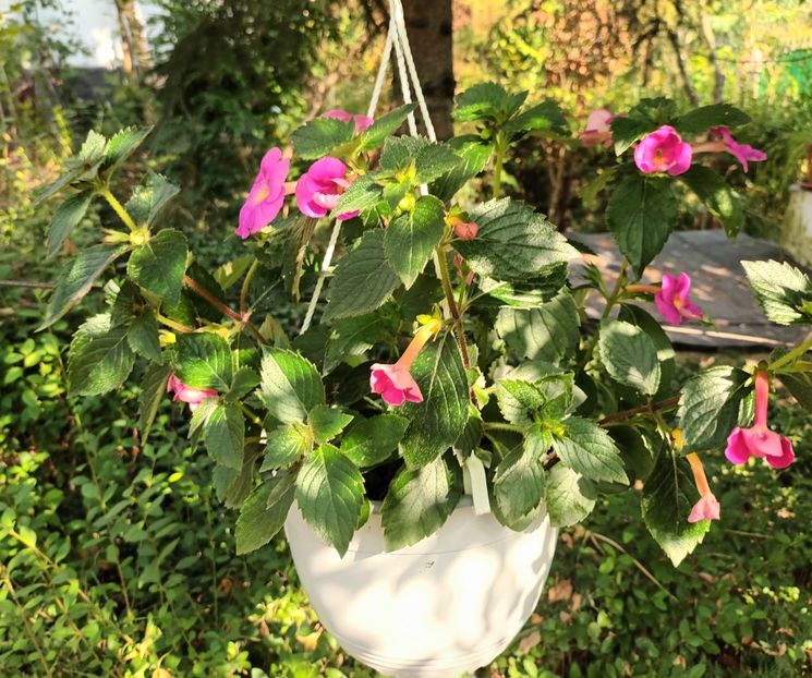 Stau afara - Acasă e la mama