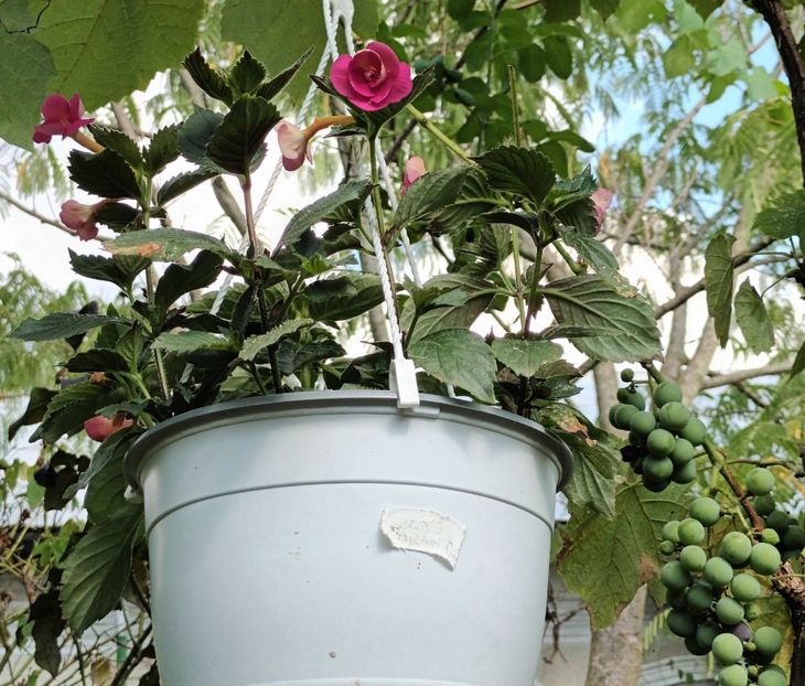 In vita de vie - Acasă e la mama