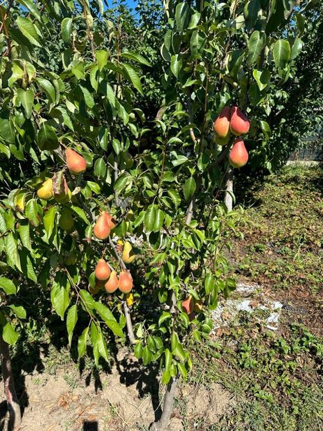 IMG-20230902-WA0033 - 0 00001 LIVADA CORDUN TOAMNA 02 09 2023