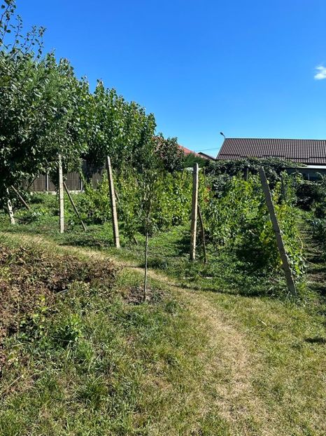 IMG-20230902-WA0034 - 0 00001 LIVADA CORDUN TOAMNA 02 09 2023