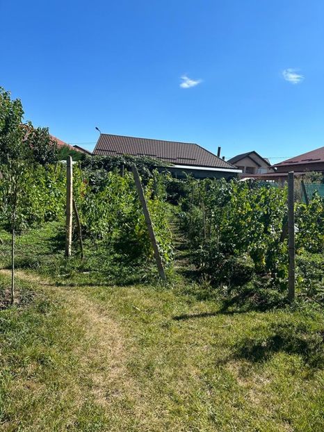 IMG-20230902-WA0038 - 0 00001 LIVADA CORDUN TOAMNA 02 09 2023