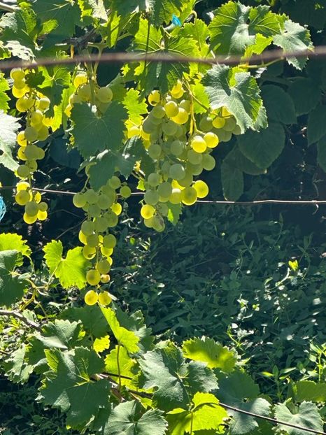 IMG-20230902-WA0041 - 0 00001 LIVADA CORDUN TOAMNA 02 09 2023