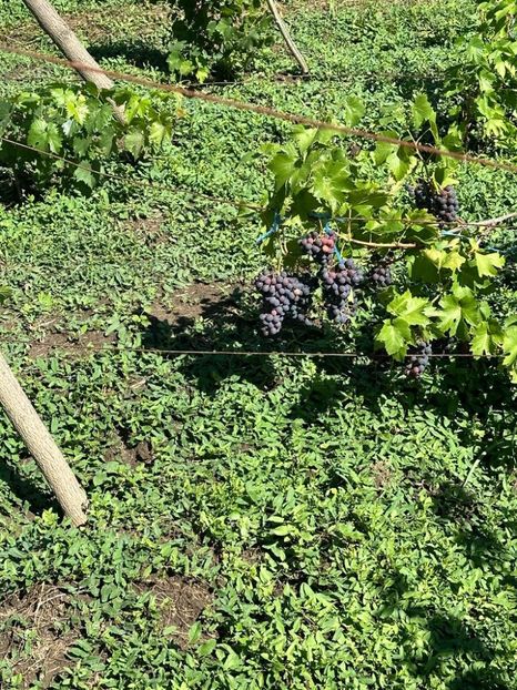 IMG-20230902-WA0045 - 0 00001 LIVADA CORDUN TOAMNA 02 09 2023