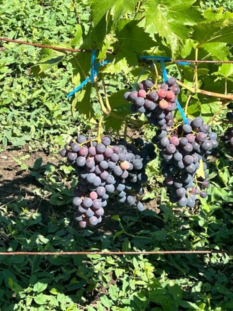 IMG-20230902-WA0048 - 0 00001 LIVADA CORDUN TOAMNA 02 09 2023