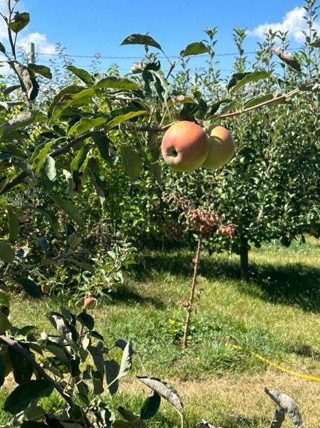 IMG-20230902-WA0049 - 0 00001 LIVADA CORDUN TOAMNA 02 09 2023