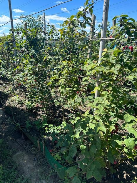 IMG-20230902-WA0052 - 0 00001 LIVADA CORDUN TOAMNA 02 09 2023