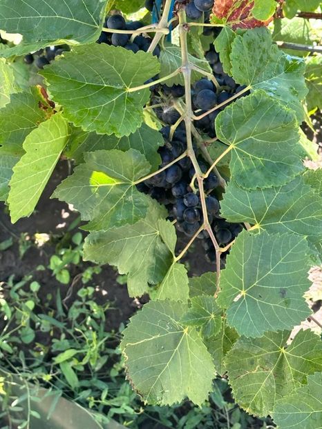 IMG-20230902-WA0056 - 0 00001 LIVADA CORDUN TOAMNA 02 09 2023