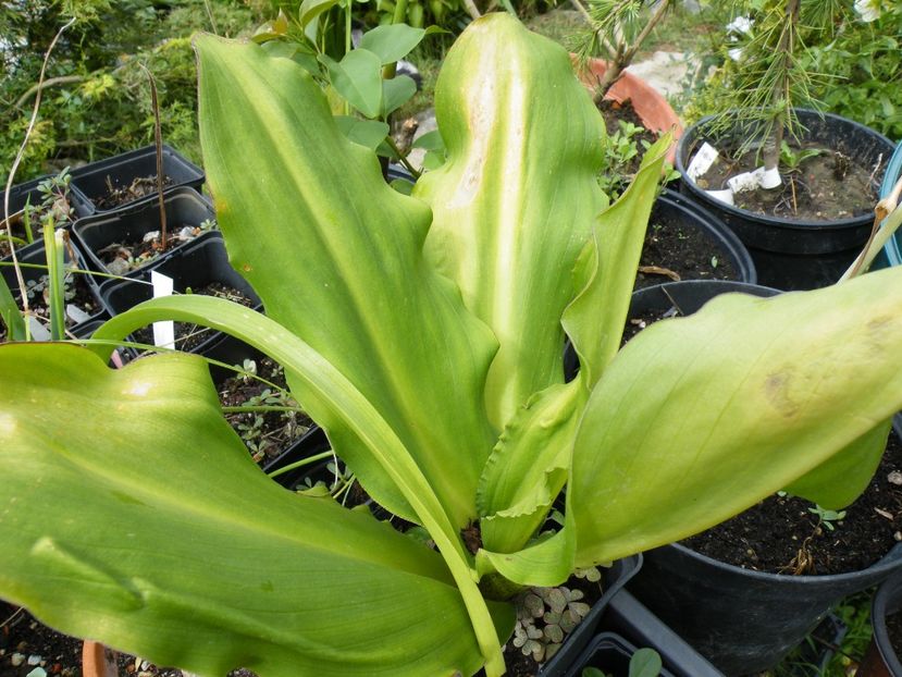 eucomis bicolor 15 - Plante disponibile in toamna 2023