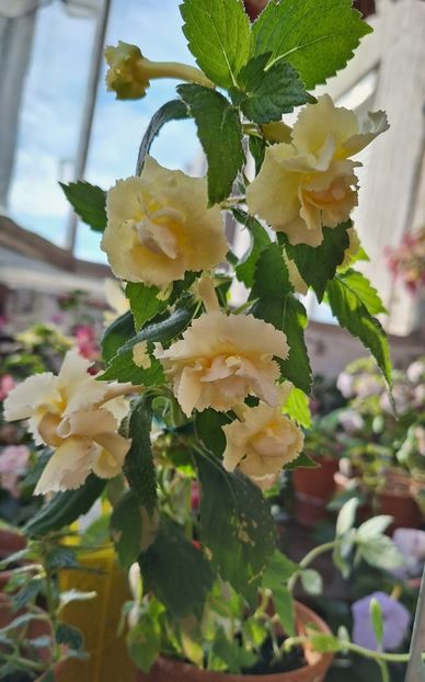 BriDs Limonella - 14 Achimenes 2023