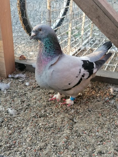  - Porumbei voiajor standard 2023