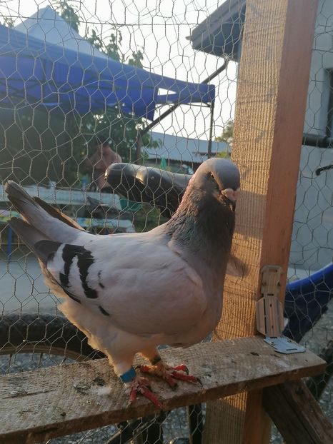  - Porumbei voiajor standard 2023