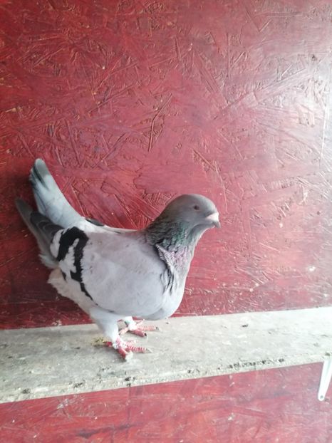  - Porumbei voiajor standard 2023