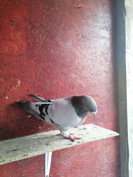  - Porumbei voiajor standard 2023