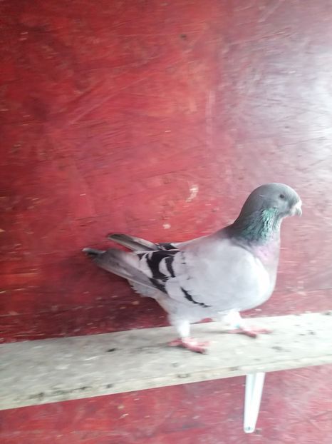  - Porumbei voiajor standard 2023