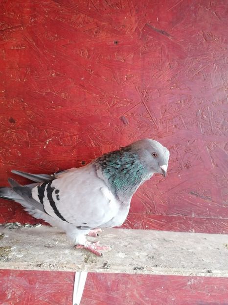  - Porumbei voiajor standard 2023